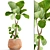 Lyrata Ficus: Stunning Indoor Plant 3D model small image 1