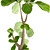 Lyrata Ficus: Stunning Indoor Plant 3D model small image 2