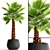 Yalta Fan Palm 3D model small image 1