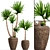 Yucca Collection: Potted Beauties 3D model small image 1