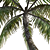 Tropical Palm Tree 3D Model 3D model small image 3