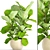 Lyrata Ficus: Elegant and Green 3D model small image 1