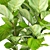 Lyrata Ficus: Elegant and Green 3D model small image 2