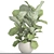 Lyrata Ficus: Elegant and Green 3D model small image 3