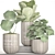 Tropical Ficus Collection in Pots 3D model small image 3