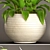 Lush Potted Collection: 50 Spathiphyllum 3D model small image 2