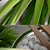 Tropical Oasis: Trio of Potted Palms 3D model small image 2