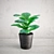 Ficus Lyrata Mini - High-Quality Interior Plant 3D model small image 1