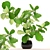 Lyrical Ficus: Stunning Indoor Beauty 3D model small image 1