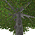 Realistic Textured Tree Model 3D model small image 2