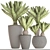 Potted Cycas Collection 3D model small image 3