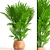 Elegant Kentia Palm: Howea Forsteriana 3D model small image 1