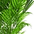 Elegant Kentia Palm: Howea Forsteriana 3D model small image 2