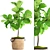 Lyrical Ficus: Elegant Greenery 3D model small image 1