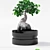 IKEA Ficus Ginseng - 40cm Height - 22cm Pot 3D model small image 2