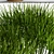 Indoor Collection: 66 Potted Cyperus Alternifolius 3D model small image 2