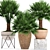  Exquisite Chamaerops Plant Collection 3D model small image 1