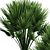  Exquisite Chamaerops Plant Collection 3D model small image 2