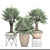  Exquisite Chamaerops Plant Collection 3D model small image 3