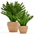 Cycas Collection: Stunning Potted Plants 3D model small image 1