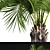 Exotic Butia Palm Tree 3D model small image 2