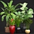 Diverse Tropical Plant Collection 3D model small image 1