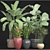 Diverse Tropical Plant Collection 3D model small image 3