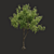 Summer Tree Model: High-Quality & Versatile 3D model small image 1