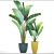 Exotic Plant Collection: Ravenala 3D model small image 3