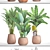 Tropical Plant Combo: Ravenala & Banana 3D model small image 3