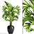 Exquisite Howea Palm: Forsteriana 3D model small image 1