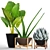 Tropical Plant Collection: Agave, Alocasia, Sansevieria 3D model small image 3