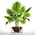 Exquisite Brahea Edulis - Rare Palm 3D model small image 1