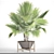 Exquisite Brahea Edulis - Rare Palm 3D model small image 3