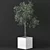 Big Ficus Benjamin Tree 3D model small image 1