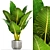 Giant Alocasia: Majestic Leafy Beauty 3D model small image 1