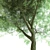 Title: Iva Spheroidal: Versatile Tree for Construction and Agriculture 3D model small image 2