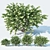 Optimized Philadelphus Variants: Perfect for Scattering 3D model small image 1