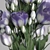 Elegant Lisianthus Bouquet 3D model small image 3