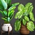 Tropical Paradise: Collection of Exquisite Plants 3D model small image 1
