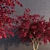 Elegant Japanese Maple Tree 3D model small image 1