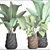 Tropical Plant Collection: Banana Palms 3D model small image 3