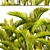 Yellowish Dypsis Palm Collection 3D model small image 2