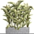 Yellowish Dypsis Palm Collection 3D model small image 3