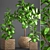 Ficus Robusta Pot Collection 3D model small image 1