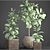 Ficus Robusta Pot Collection 3D model small image 3