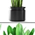 Tropical Potted Plants 3D model small image 2