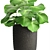 Exotic Plant Collection: Palm & Licuala 3D model small image 2