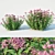 Eupatorium purpureum: Versatile and Stunning 3D model small image 1