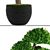 Niwaki Topiary Tree 3D model small image 2